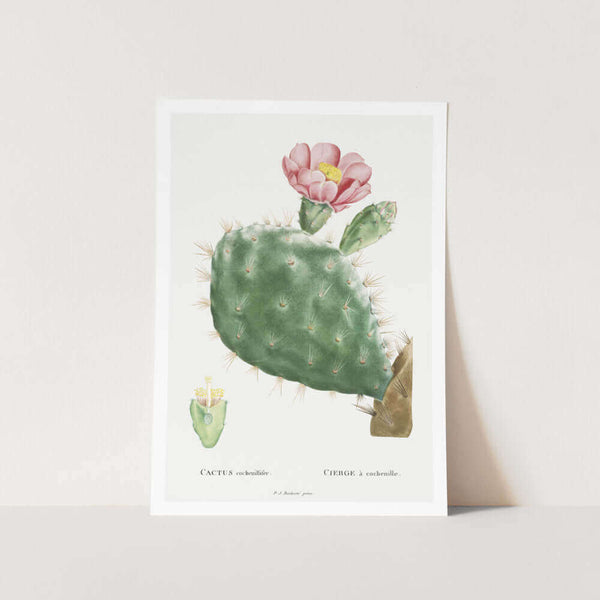 Cactus Cochenillifer Plant Art Print