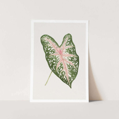 Caladium Carolyn Whorton Leaf Plant Art Print