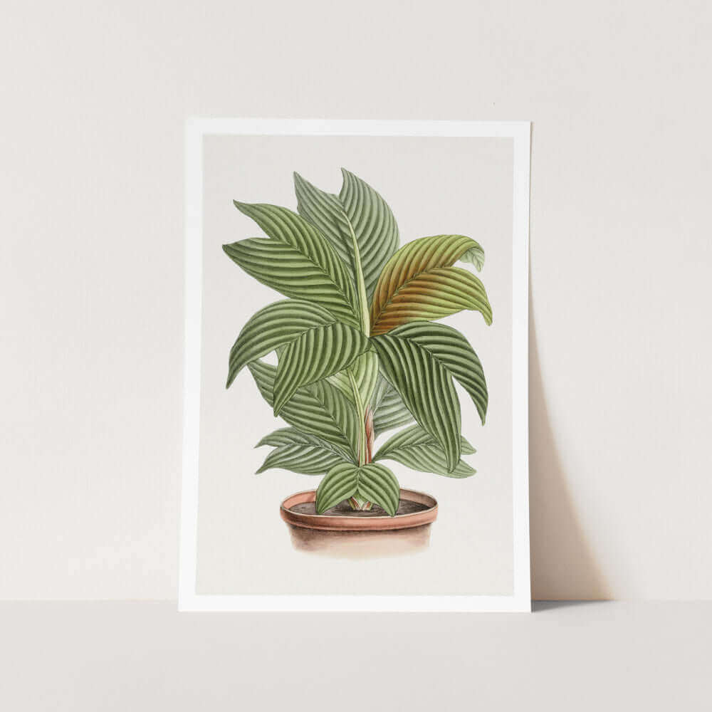 Calathea Orbifolia Plant Art Print