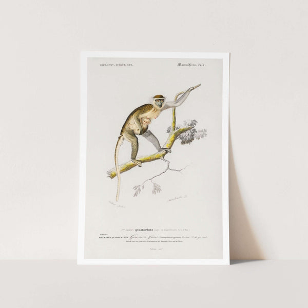 Cercopithecus Griseus Art Print