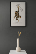 Load image into Gallery viewer, Chimpanzee Art Print