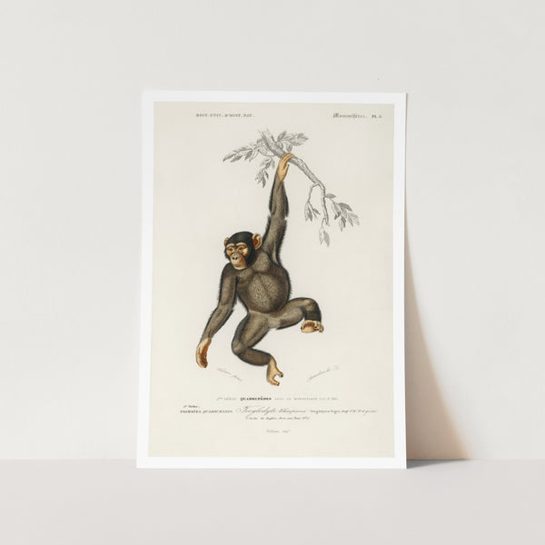 Chimpanzee Art Print