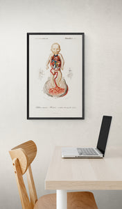 Circulation of the blood In a fetus Art Print