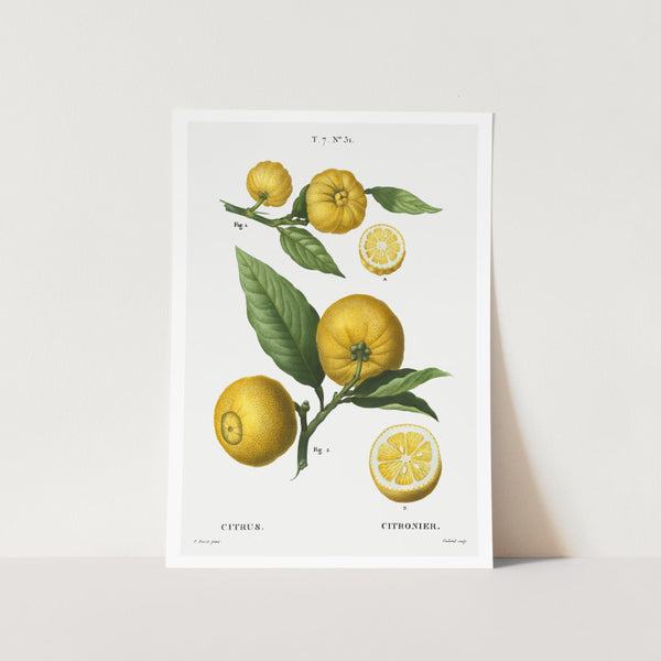 Clusters of Citrus Art Print