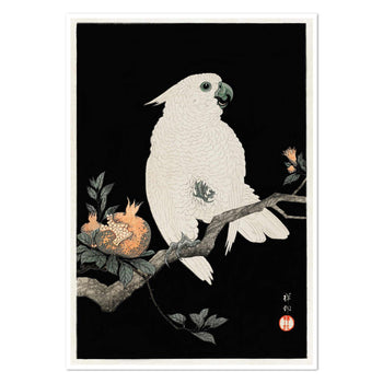 Cockatoo with Pomagranate Art Print