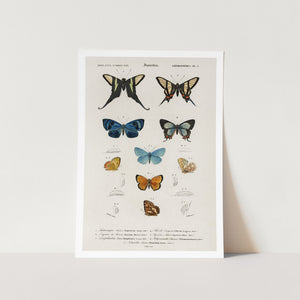 Collection of Butterflies Art Print