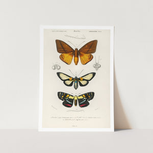 Collection of Moths Art Print