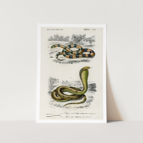 Coral Snake and Egyptian Cobra Art Print