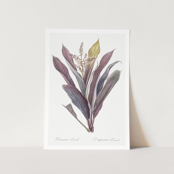 Cordyline Fruticosa Plant Art Print