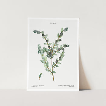 Creeping Willow Art Print