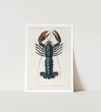 Load image into Gallery viewer, Crimson Crayfish Art Print