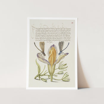 Damselflies, Spanish Iris, and Star-of-Bethlehem Art Print