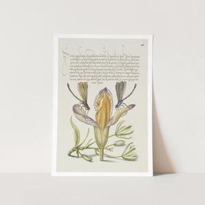 Damselflies, Spanish Iris, and Star-of-Bethlehem Art Print