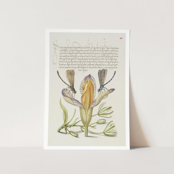 Damselflies, Spanish Iris, and Star-of-Bethlehem Art Print