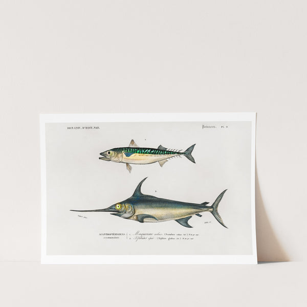 Different Types of Fishes Art Print