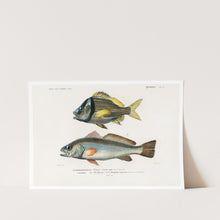 Load image into Gallery viewer, Different Types of Fishes 3 Art Print