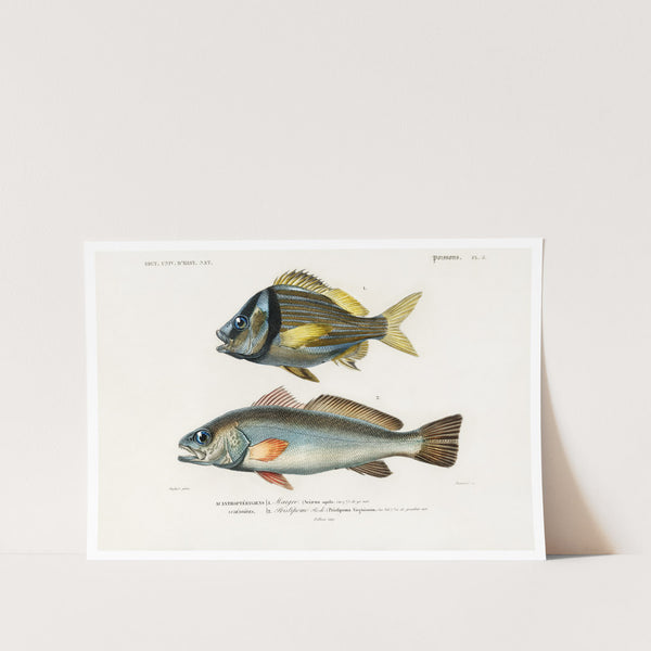Different Types of Fishes 3 Art Print