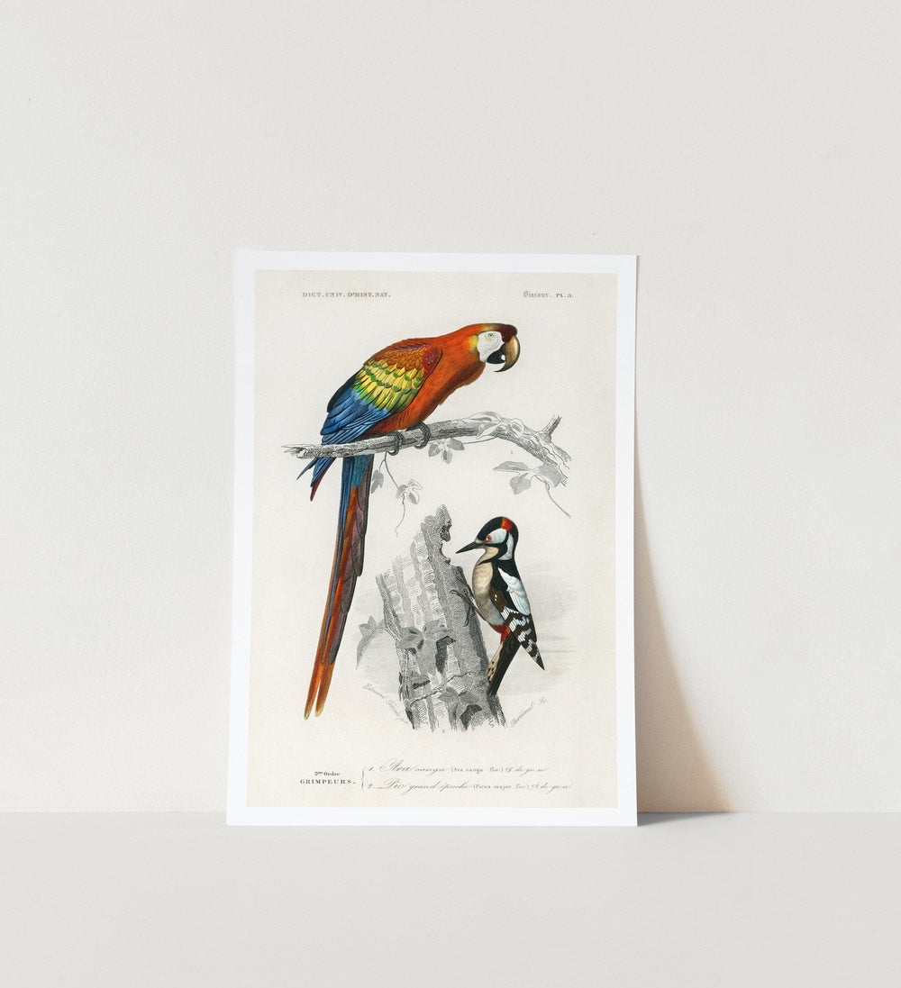 Parrot and Bird Art Print