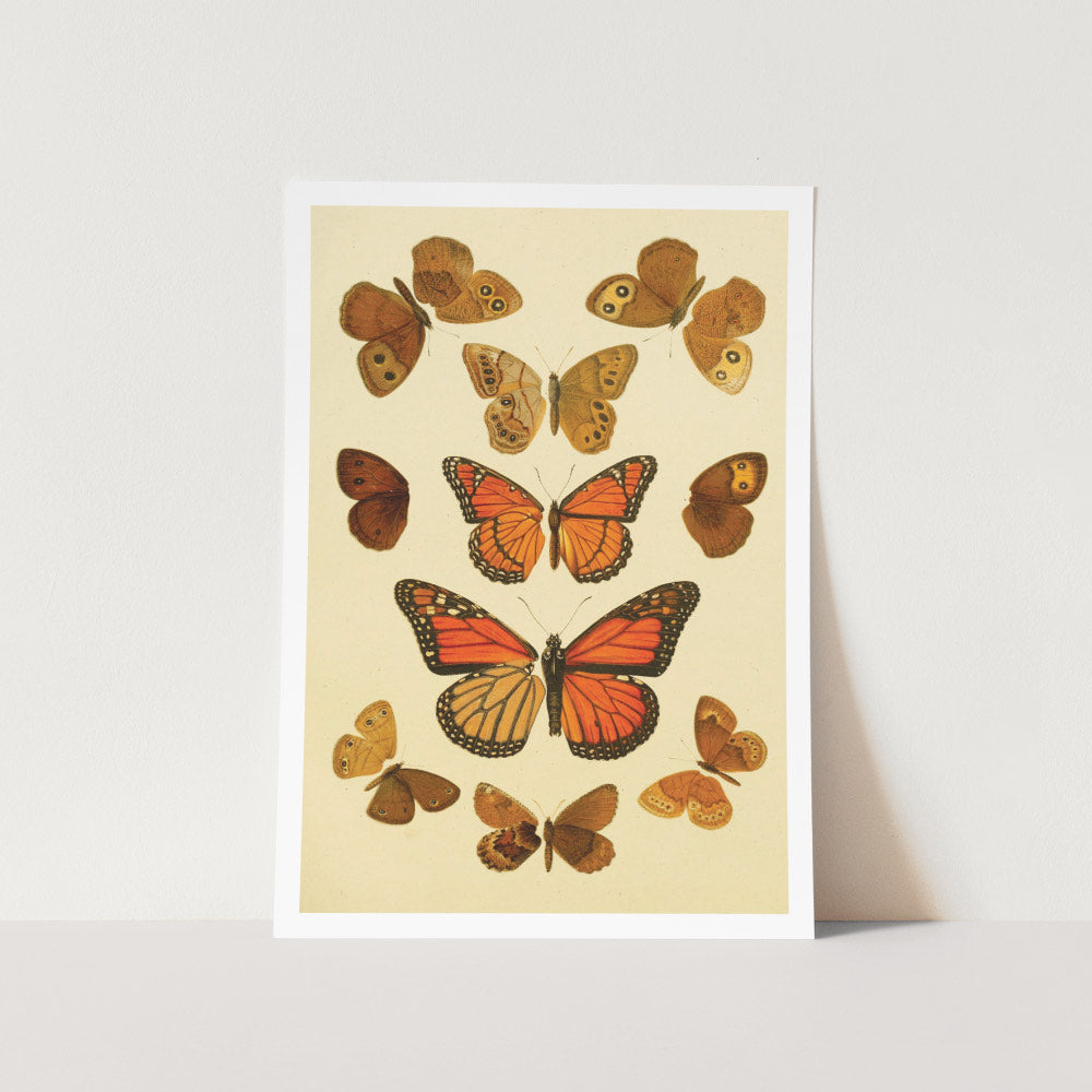 Display of Orange Butterflies Art Print