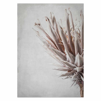 Dried Protea Profile by Sonjé Art Print
