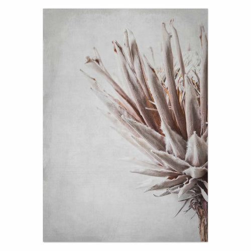 Dried Protea Profile by Sonjé Art Print