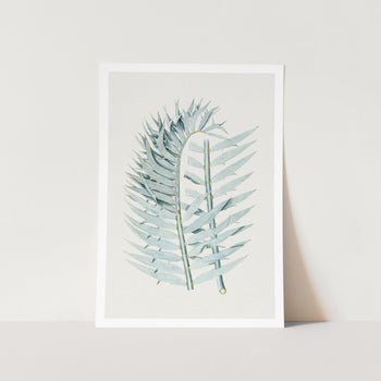 Eastern Cape Blue Cycad Plant Art Print