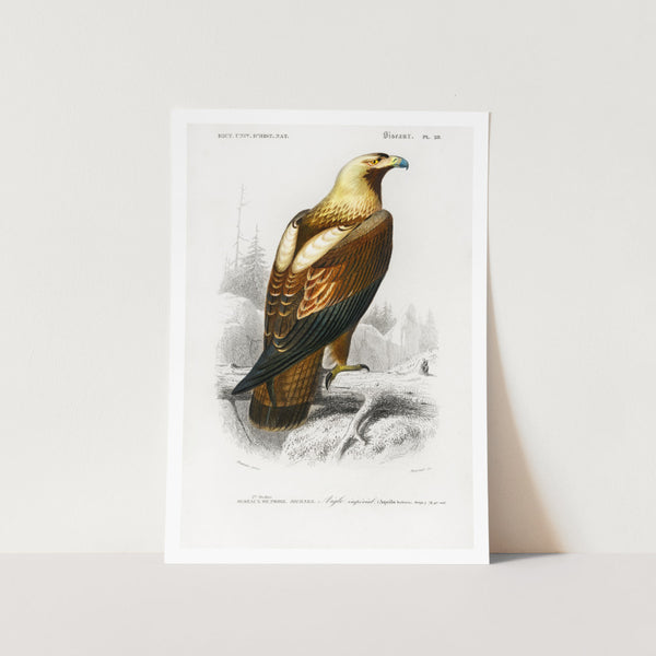 Eastern Imperial Eagle Art Print