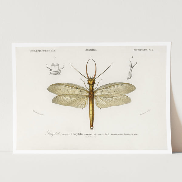 art print dragon fly vintage