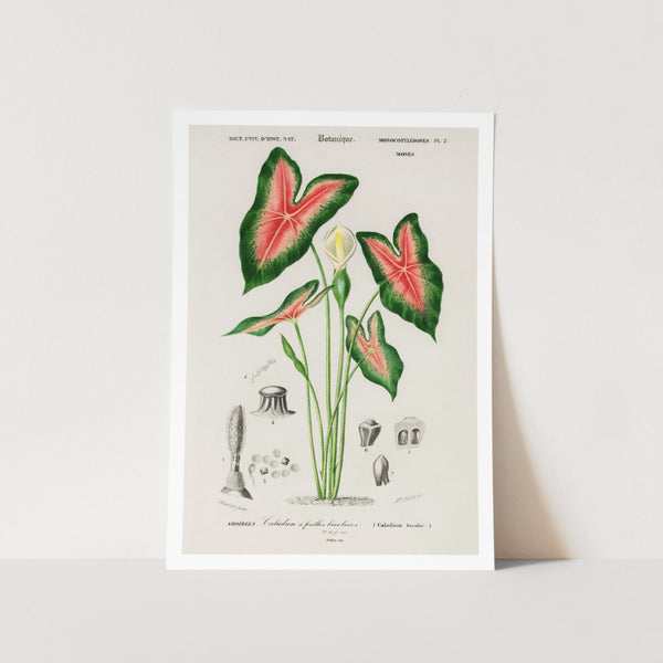 Elephant Ear Plant Art Print