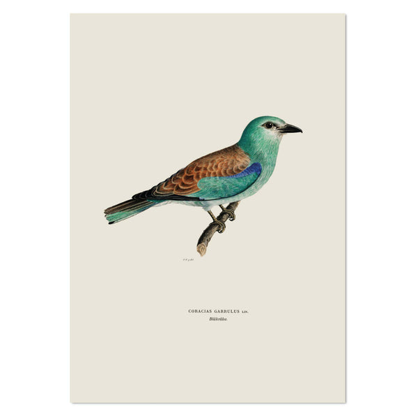 European Roller Art Print