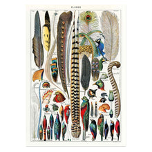 Load image into Gallery viewer, Feathers by Adolphe Millot Art Print