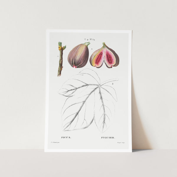 Fig Profile Art Print