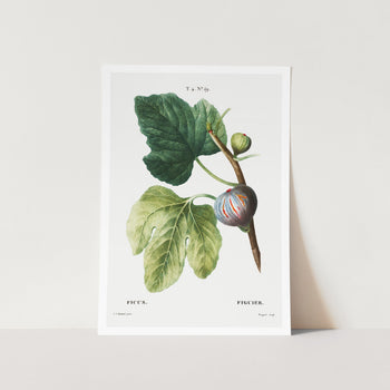Figs and Leaves Art Print