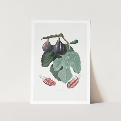 Figs Plant Art Print