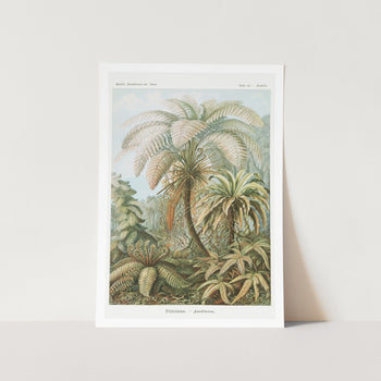 Filicinae Laubfarne Fern Art Print