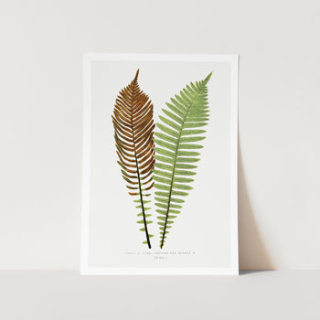 Fishbone Waterfern Art Print