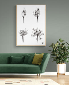 Life of Agapanthus by Jenna Art Print