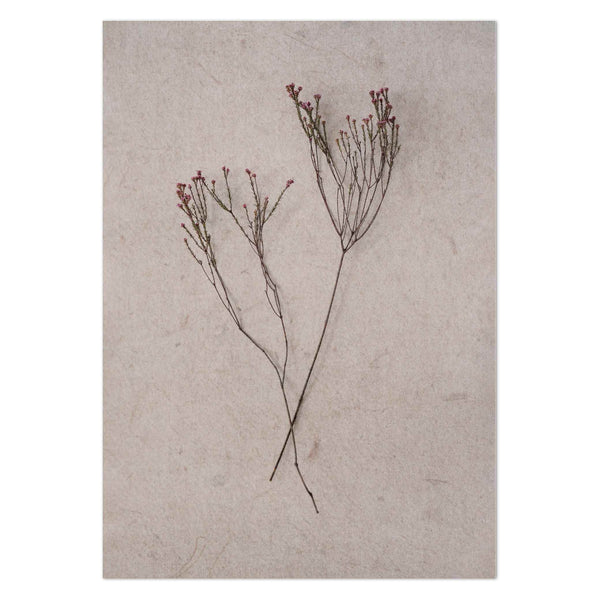 Fynbos I by Sonjé Art Print