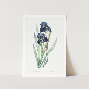 German Iris Plant Art Print