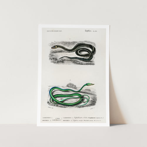 Grass Snake and Green Vine Snake Art Print
