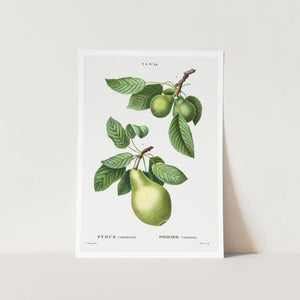 Green Pyrus Pears Art Print