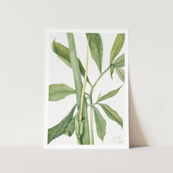 Greendragon Arisaema Dracontium Art Print