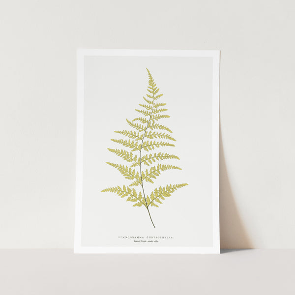 Gymnogramma Chrysophylla Art Print