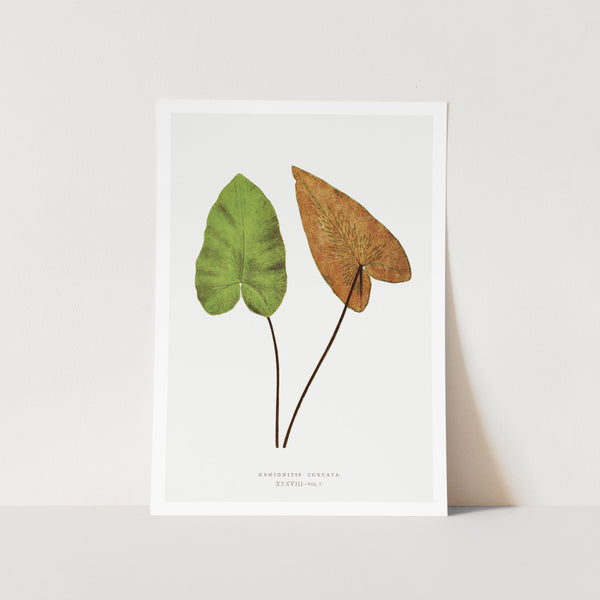 Heart Fern Art Print