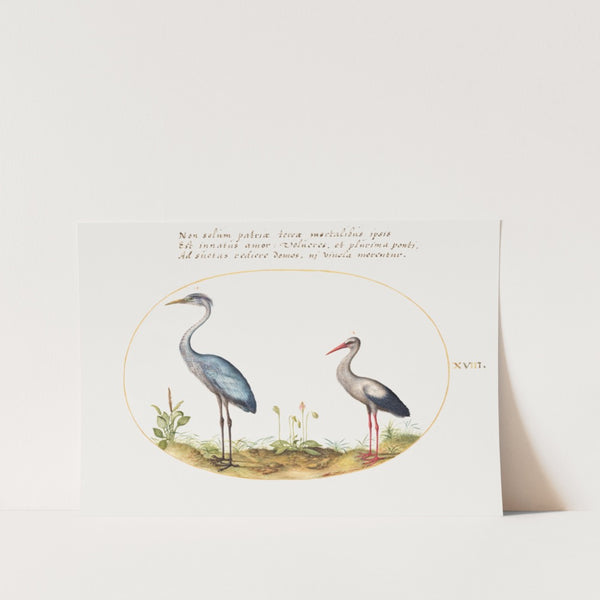 art_print_vintage_birds