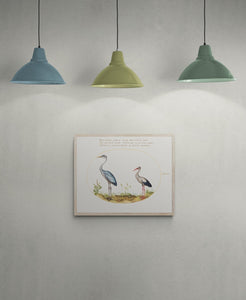 Heron & Stork by Joris Hoefnagel Art Print
