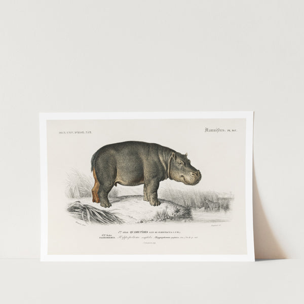 Hippopotamus Art Print