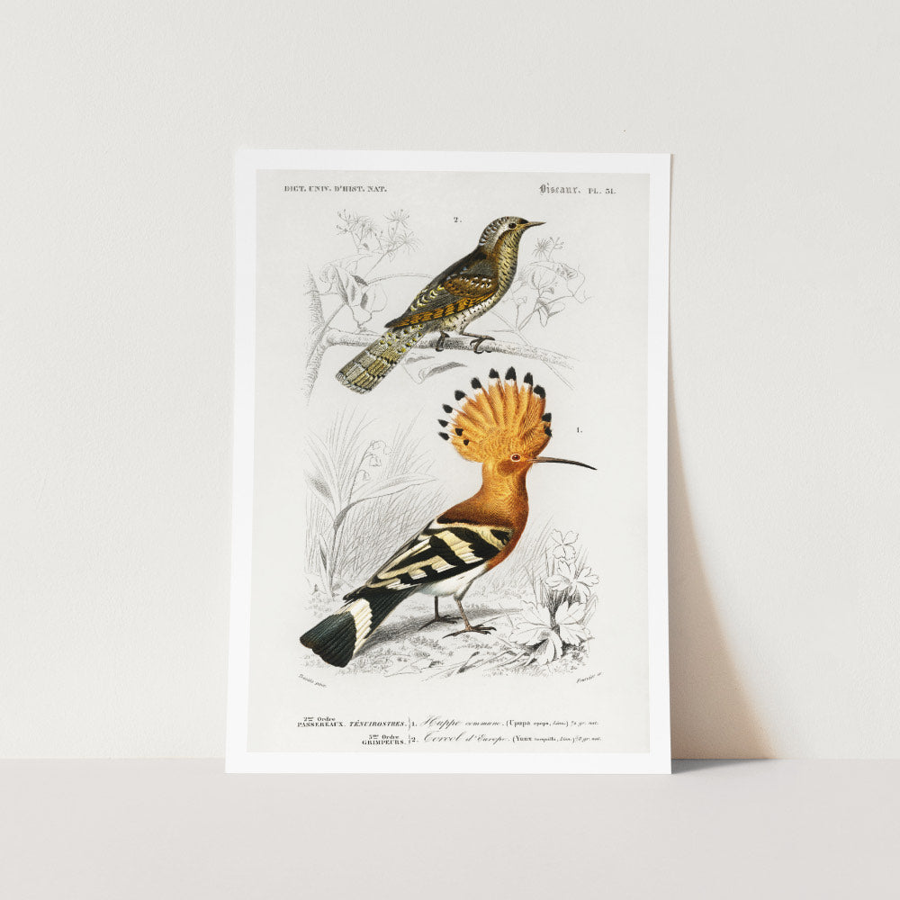 Hoopoe and Eurasian Wryneck Bird Art Print
