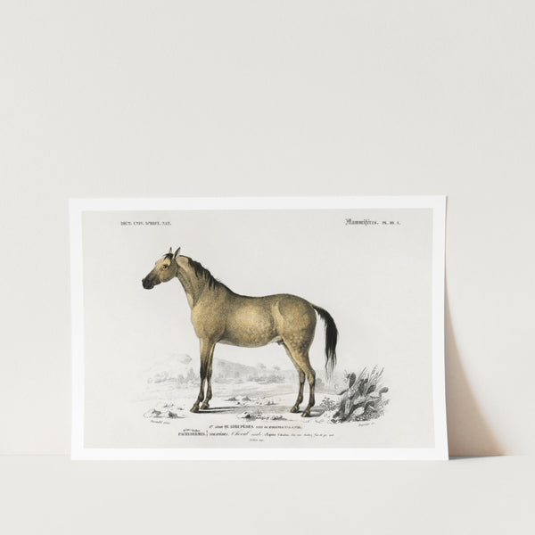 Horse Art Print