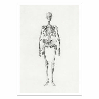 Human Skeleton Anterior View Art Print